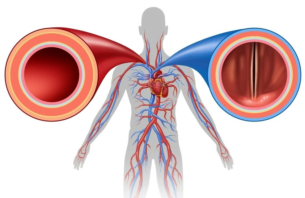 Чем артерии отличаются от вен? Строение вен и артерий